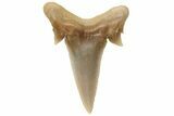 Mackerel Shark (Cretolamna) Tooth - Dakhla, Morocco #225286-1